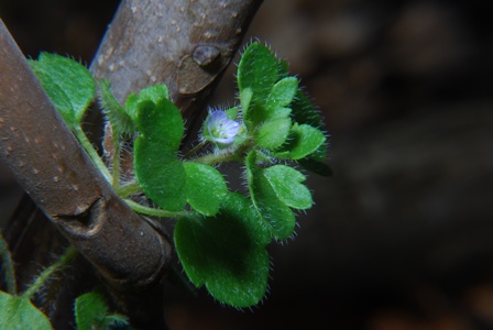 Veronica cfr. hederifolia